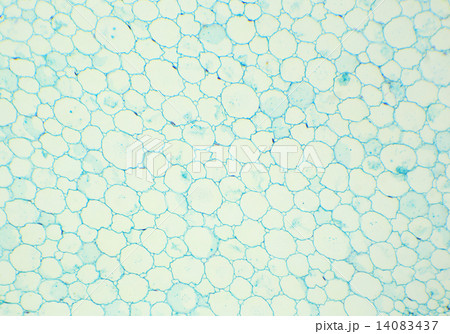 Sunflower stalk cross-section under the microscope, (Helianthus 14083437