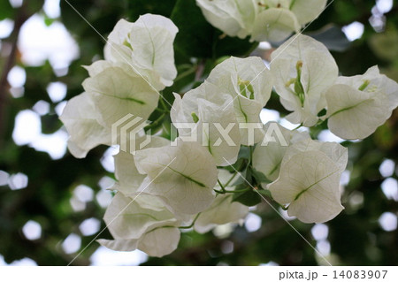 白いブーゲンビリアの花の写真素材