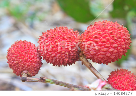 wild fruit from forest, wild lychee 14084277