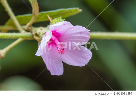 beautiful wild flower in forest 14084294