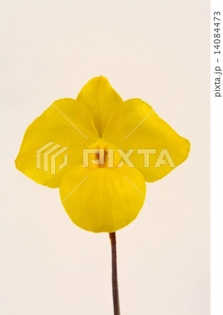 世界らん展（2015）パフィオペディルム 14084473