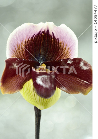 世界らん展(2015)パフィオペディルム 世界らん展(2015)パフィオペディルム 14084477