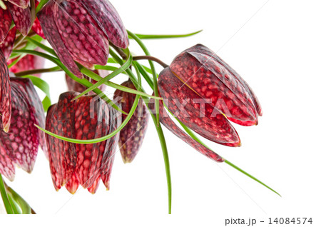 fritillaria meleagris 14084574