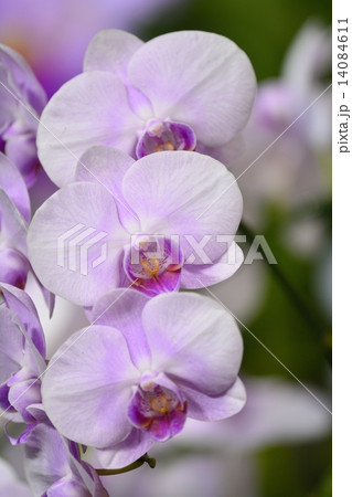 世界らん展（2015）胡蝶蘭 14084611