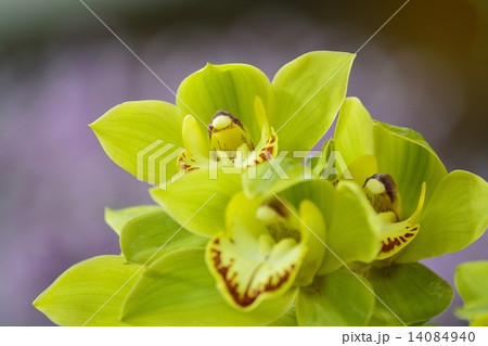 世界らん展（2015）シンビジューム 14084940