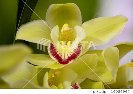 世界らん展（2015）シンビジューム 14084944