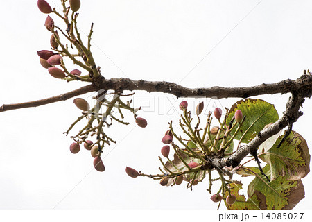 Pistachio tree branch Pistachio tree branch 14085027