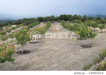 Pistachio trees 14085029