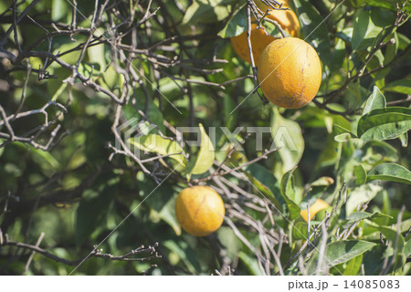 Oranges on a branch Oranges on a branch 14085083