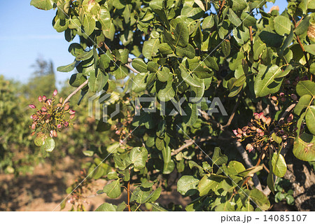 Pistachio tree branch 14085107