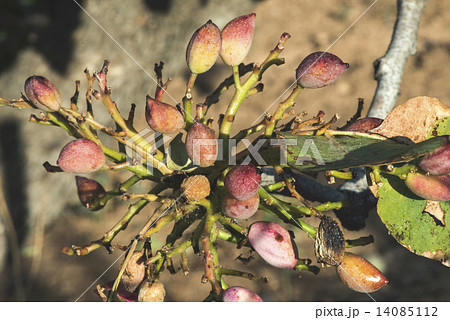 Pistachio branch with fruits Pistachio branch with fruits 14085112