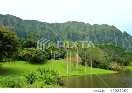 オアフ島　ホオマルヒア植物園の絶景 14085166