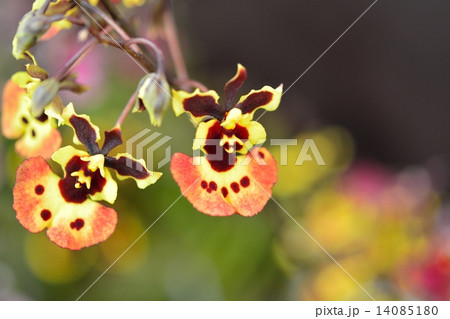 世界らん展（2015）オンシジューム 14085180