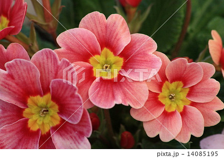 サーモンピンクのプリムラ ジュリアンの花の写真素材