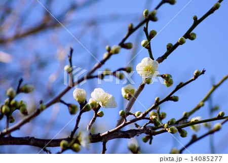 Japanese apricot white flowers blossom Japanese apricot white flowers blossom 14085277