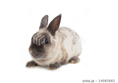Adorable rabbit on white background 14085665
