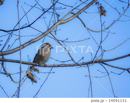 枝のシメ 14091131