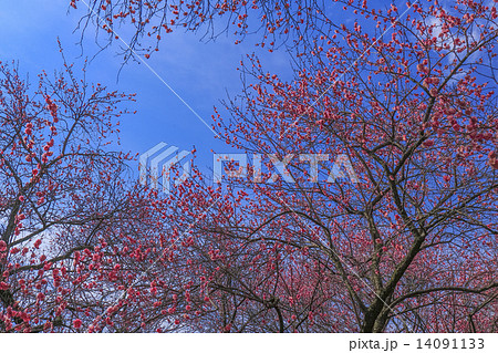 寒紅梅と青空 14091133
