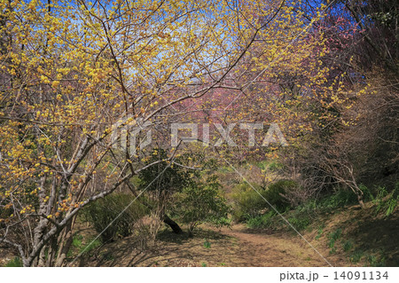 ロウバイと紅梅のトンネル 14091134