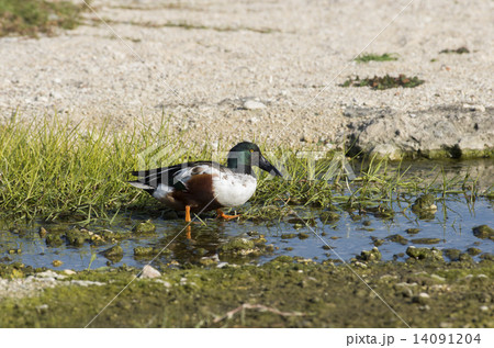 ハシビロガモ 14091204
