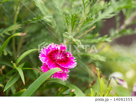 石竹 14091555