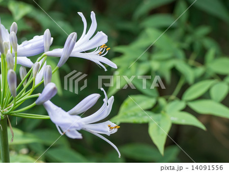 アガパンサスの花 14091556