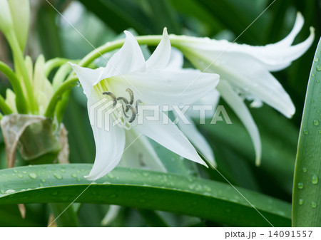 アフリカ浜木綿 14091557