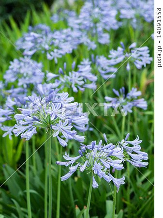 アガパンサスの花 14091558