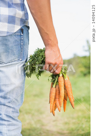 Farmer holding bunch of organic carrots 14094125