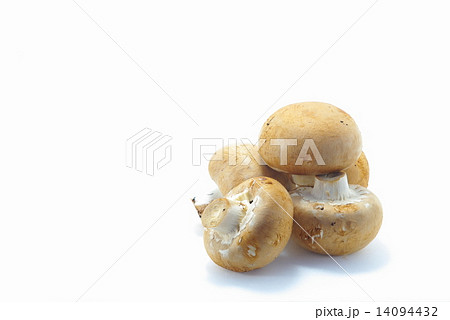 ブラウンマッシュルーム ブラウンマッシュルーム 14094432