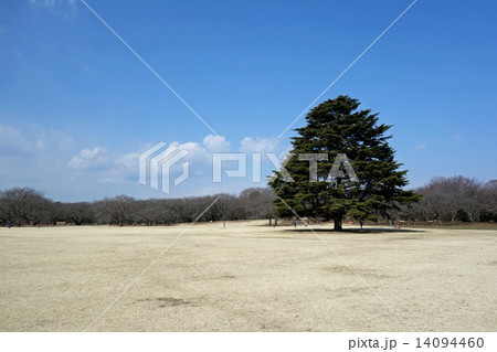 昭和記念公園のみんなの原っぱ 14094460