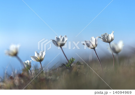 flowers 14094969