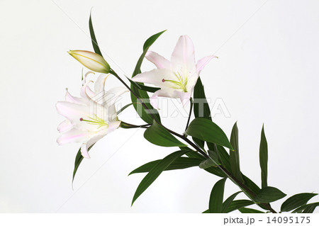 ゆり ユリ 花 一輪挿し flower 美しい お花 ゆり ユリ 花 一輪挿し flower 美しい お花 14095175