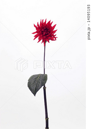 ダリア 赤い花 花 一輪挿し Flower 美しい お花 造形美 自然装飾 色 色彩美の写真素材