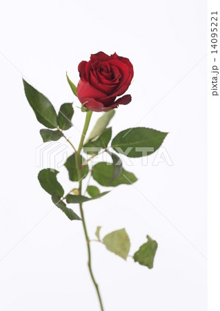赤いバラ　バラ　薔薇　花 一輪挿し flower 美しい お花 造形美 自然装飾　色　色彩美 14095221