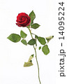 赤いバラ　バラ　薔薇　花 一輪挿し flower 美しい お花 造形美 自然装飾　色　色彩美 14095224