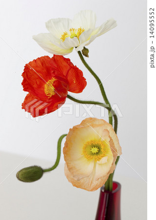 花瓶 花と花瓶 造形美 自然造形 形 フォルム 流線型 赤い花瓶 色 ポピー カラー の写真素材