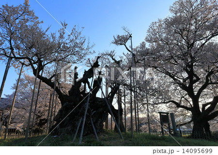 夜明けの北杜市山高神代桜 14095699