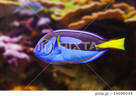 Fishes and corals reef 14096048