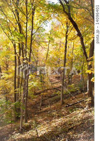 Fall in the Forest 14096401