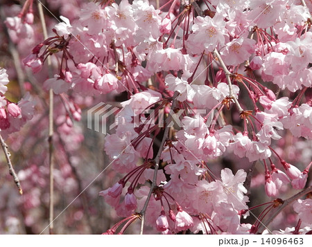 春の満開桜 14096463