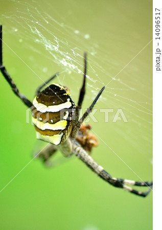 じょろうグモ じょろうグモ 14096517