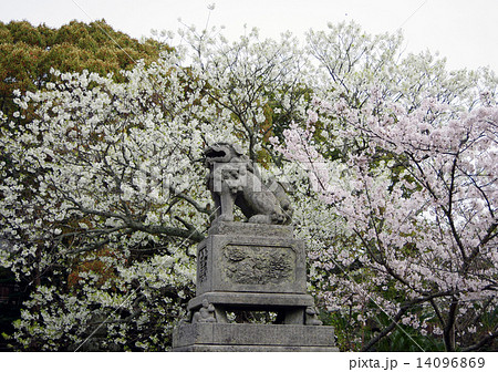 狛犬と桜 狛犬と桜 14096869