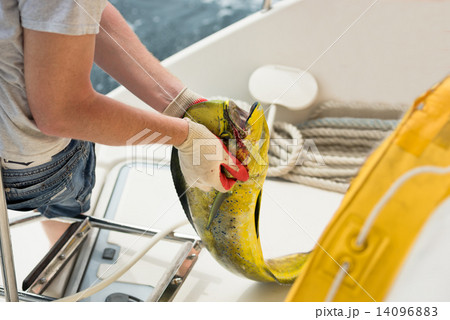 Men holds a fresh catching fish 14096883