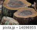 切り株 14096955