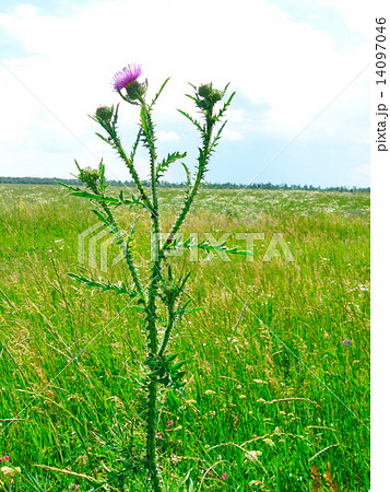 Thistle 14097046