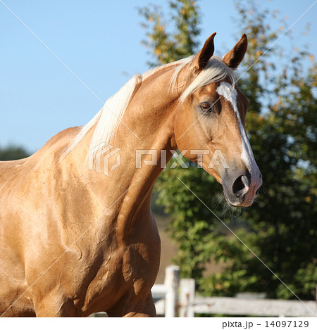 Amazing palomino horse with blond hair Amazing palomino horse with blond hair 14097129