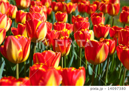 Flowers - nature background 14097380
