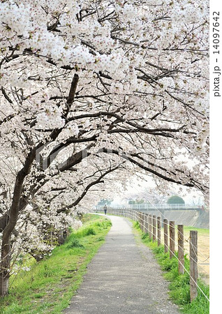 桜の道の写真素材