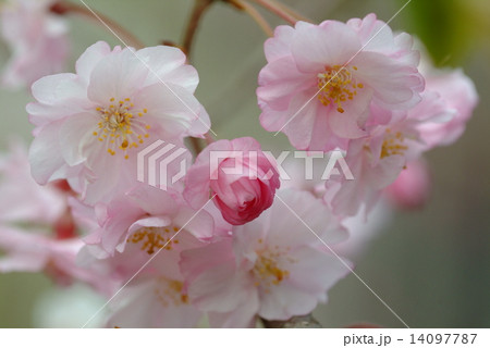 春色に染まる桜 14097787
